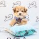 Morkie
