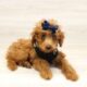 kermit maltipoo puppies black 150x150 1