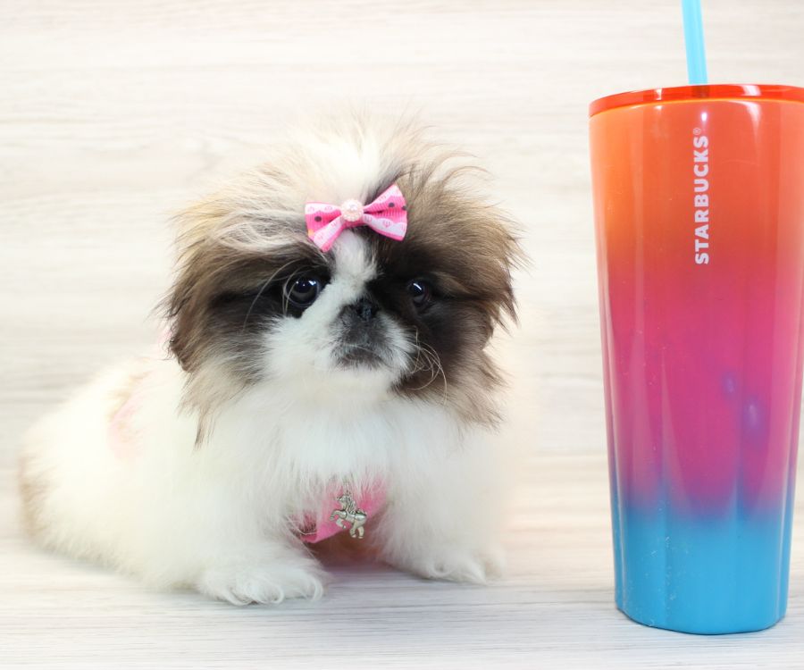 Pekingese