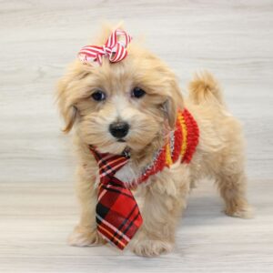 Maltipoo