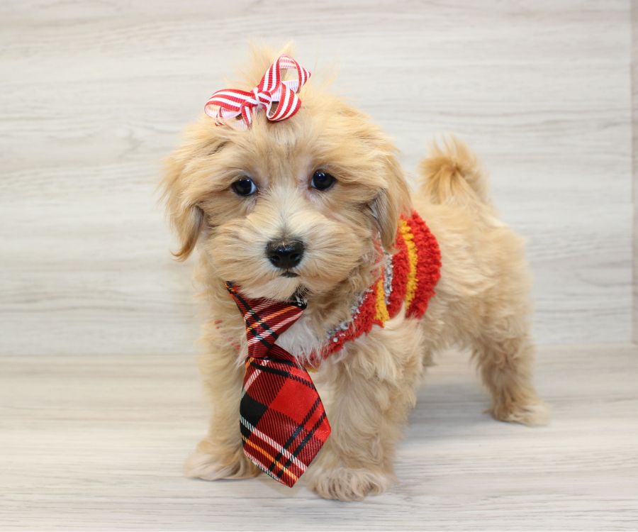 Maltipoo