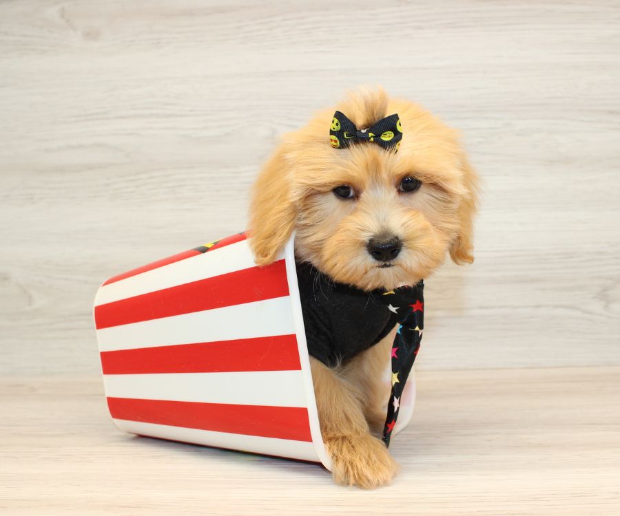 Youtube - Toy Maltipoo Puppy 