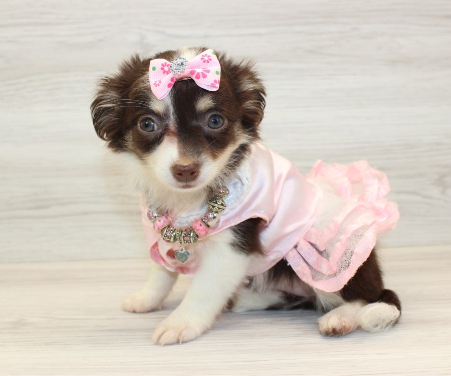 KitKat - Teacup Chihuahua Puppy | Puppy Heaven - Teacup \u0026 Toy Puppies ...