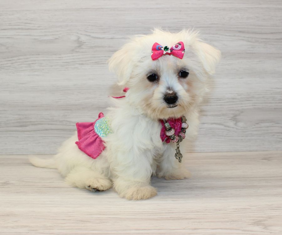 Puppy Heaven - Teacup & Toy Puppies For Sale | Toy & Teacup Puppies For ...