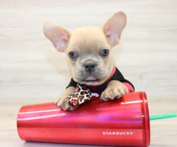 Stunnig French bulldog puppies for sale in Las Vegas