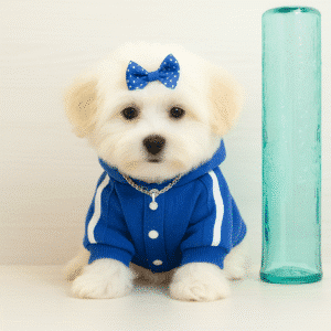 Puppucino - Toy Maltese Puppy