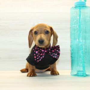 Arthur - Miniature Dachshund Puppy