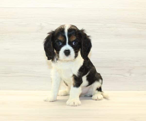 Benson Boone - Cavalier King Charles Spaniel Puppy - Image 5