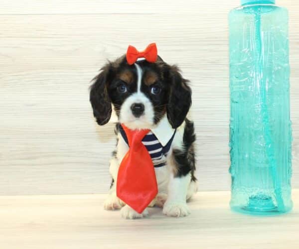 Benson Boone - Cavalier King Charles Spaniel Puppy