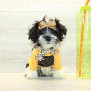Elio - Toy Havanese Puppy