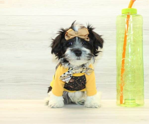 elio havanese dog