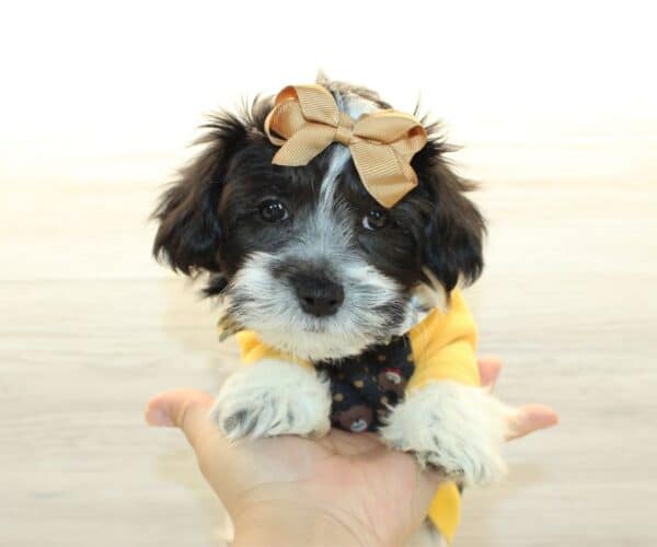 elio havanese dogs