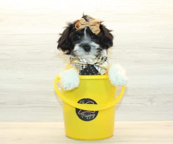elio havanese puppies