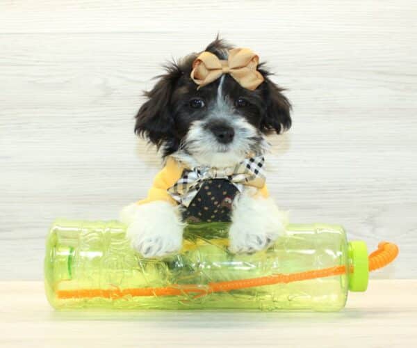 elio havanese puppies for sale