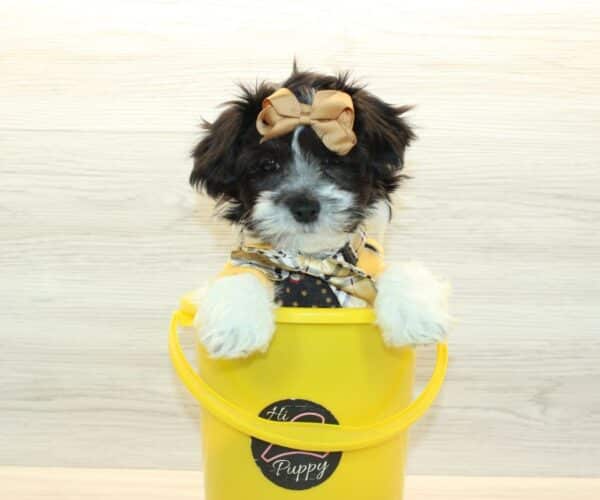 elio havanese puppy