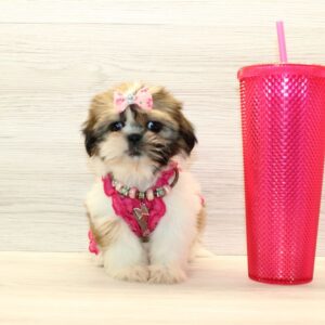 Jennie - Teacup Shih Tzu Puppy