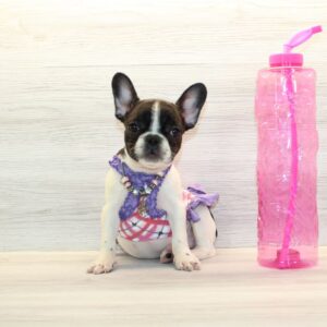 Lady - Mini French Bulldog Puppy