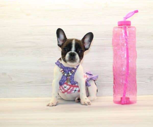 lady French bulldog