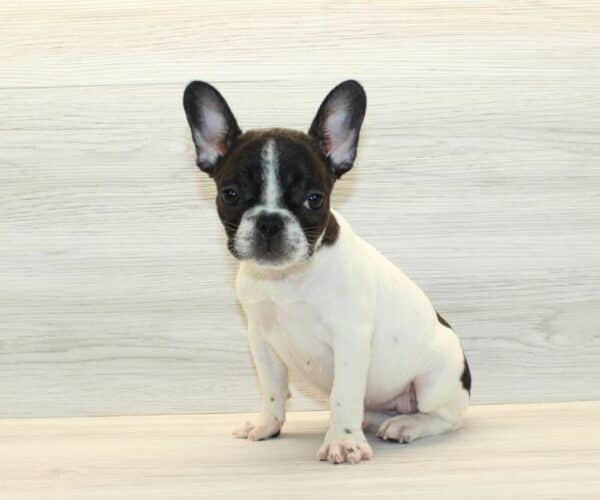 lady blue french bulldog