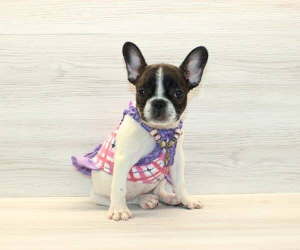 lady french bulldog for sale