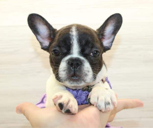 lady french bulldog price