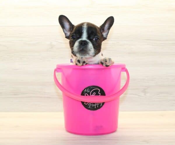 lady mini french bulldog