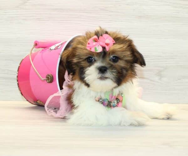 lilo mini teddy bear puppies