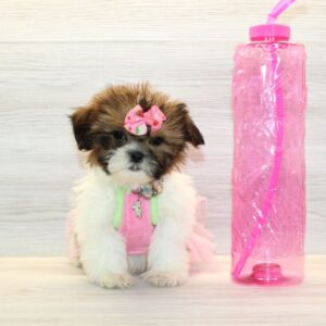 Lilo - Toy Teddy Bear Puppy