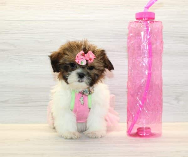 lilo miniature teddy bear