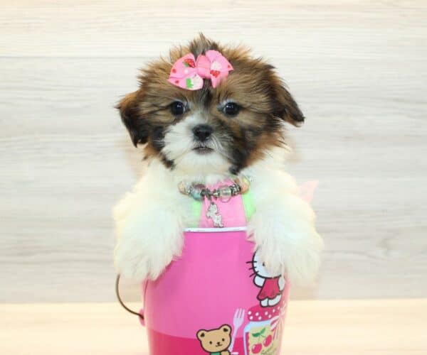 lilo teddy bear mini poodle