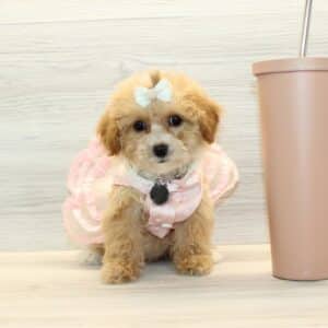 love poodle breeders