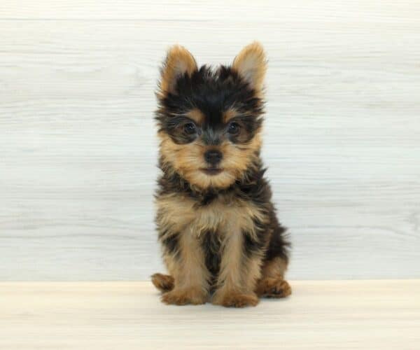 lulu yorkie dog