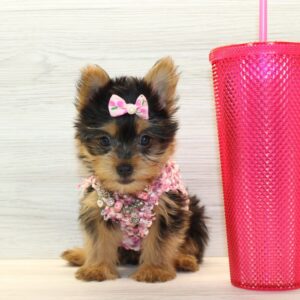 Lulu - Teacup Yorkie Puppy