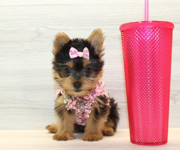 lulu yorkie puppies