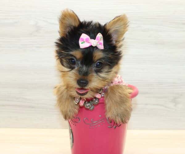lulu yorkie puppies for sale