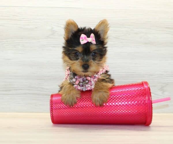 lulu yorkie puppy