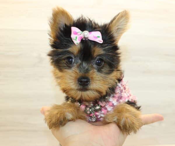 lulu yorkies for sale