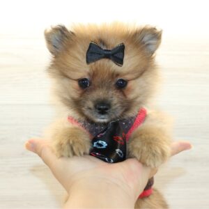 Minecraft - Teacup Pomeranian Puppy