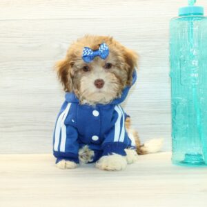 Oso - Toy Havapoo Puppy