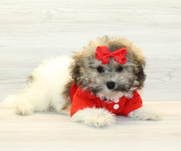 zorro havanese puppies