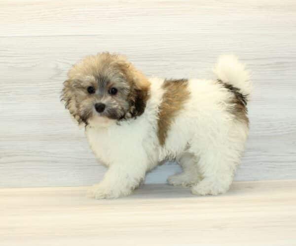zorro havanese puppies for sale