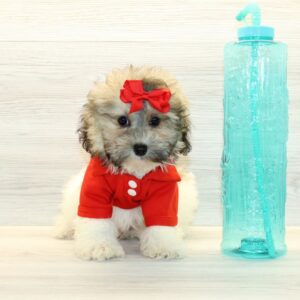 Zorro - Toy Havapoo Puppy