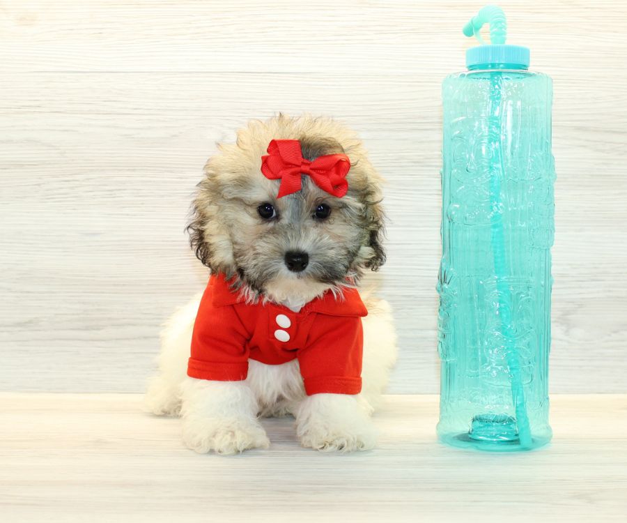 zorro poodle miniature