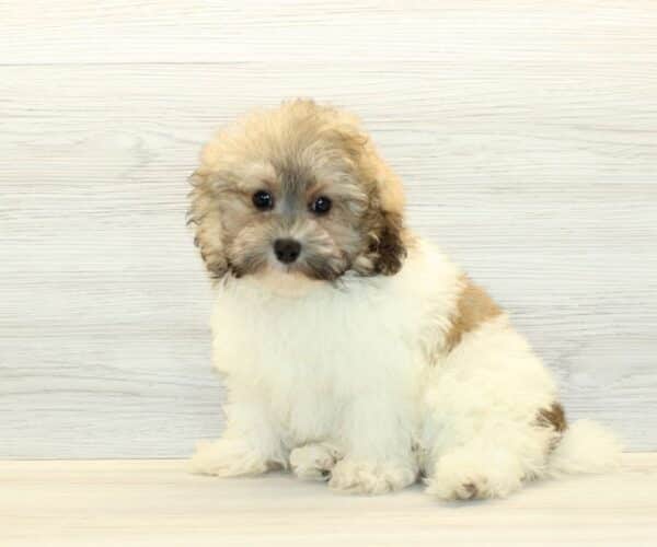 zorro poodle puppies
