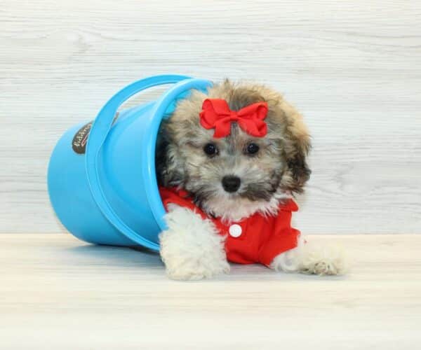 zorro toy poodle for sale
