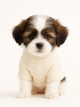 ShiPoo