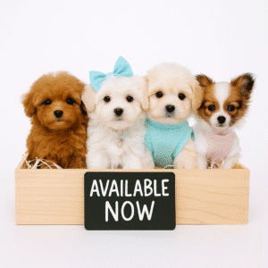 Available Puppies