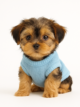 Shorkie