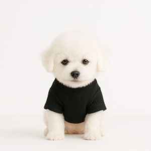 Bichon Frise
