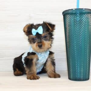 Amazie - Teacup Yorkie Puppy